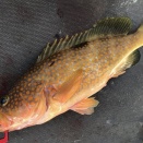 キジハタ37㌢1尾（不調