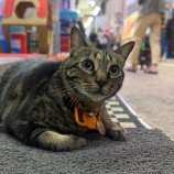 『人気の猫店長「阻B」連れ去られる、観光客の女1名を逮捕』の画像