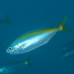 Underwater Photograph