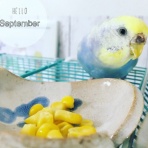ことりのすずちゃん