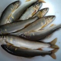 試し釣り結果
