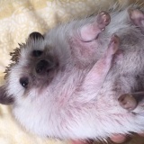 【もふもふ】うちのハリネズミ見てやって！！！！！