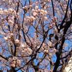 blog：自然と四季を楽しむ