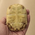 【リクガメ新入荷‼️】