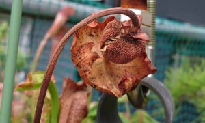 サラセニアの花から種を採取しましたヽ　･∀･　ノ　ﾔﾀｰ!