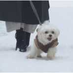 ボルゾイ暮らしトコトコ新聞2026