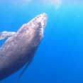 クジラの見えるスタバ？3月の沖縄の楽しみ方