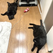 入りたがる猫たち