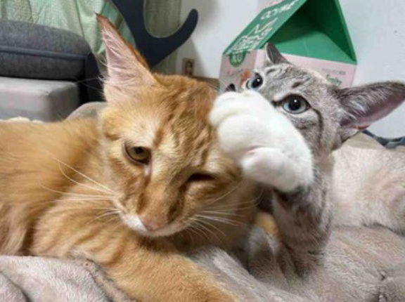 勝てるけどやり返さない猫　20261025