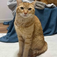 猫が慢性腎臓病ステージ3と言われたのに数値が正常に戻った話【前編】