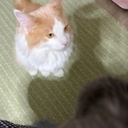 抱っこをしてほしくて順番待ちをする猫