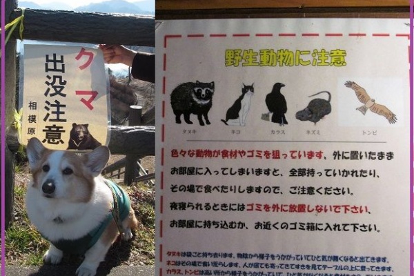 タヌキウォーカーズ野生動物探索日記 たぬき探し旅 タヌキウォーカーズ野生動物探索日記 たぬき探し旅