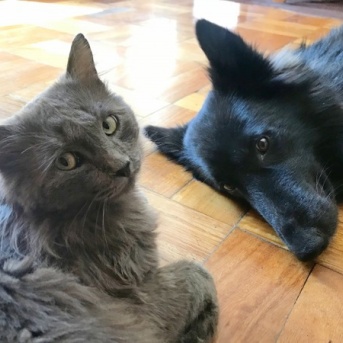 犬・猫好きさん『大かま』へ！ペット用品も大集合！『大かま』で『にいがた犬の陣 × 猫の陣 2026春』開催！5月9日、10日。