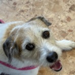 ポッポのお散歩日和