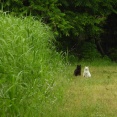 さくら猫への餌やりやめて！