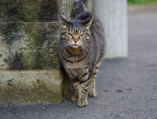 メス猫に負けるオス猫　20250828