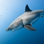 白亜紀のサメ、歯の形がゲーム「ギャラガ」の自機に似ていることから「ギャラガドン」と命名 	