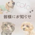 ＊ペットグッズcolcのblog＊