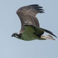 2026年9月10日の野鳥公園