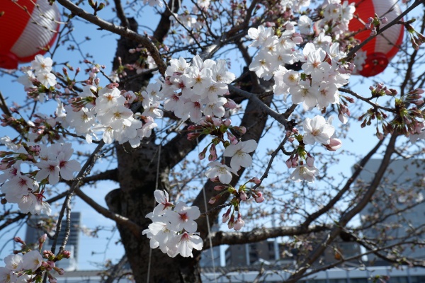 Syoukoの福山お散歩日記 花見