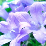 星読みカード鑑定士Sunshine☆彡星とカードの伝え人