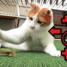 ガ　チ　で　ヤ　バ　す　ぎ　る　猫　！！！！！！！【関西弁でしゃべる猫】【猫アテレコ】