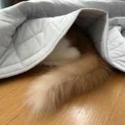 隠れることが大好きな大きな猫