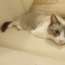 �������ǭ�������碌�Ƥ���Ƥ��󤬤ɤʤ�.....�����ä������( ◠‿◠ )