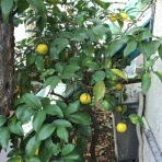 風変わり都内１人暮らし奮闘記