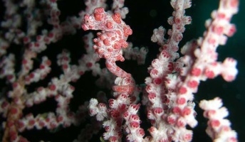 ど、どこにいるの?完全に姿を消してしまう擬態生物マスターの画像18枚!