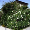 花が溢れ出す