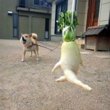 『【埼玉】「愛し合う大根」（写真あり）』の画像