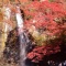 　　　　　滝と紅葉～大阪城の紅葉