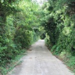 【画像】種子島行った時の写真を淡々と貼っていく
