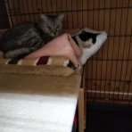 家をさがすのじゃ～～～～