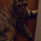 引っ掻きキズに強いソファで爪とぎ