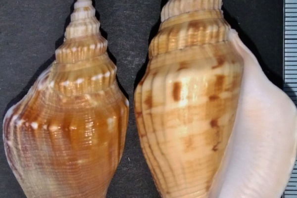 玄界灘、響灘の打ち上げ貝保管庫 - 巻貝