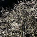 小竹町商工会壮青年部が桜のライトアップ中です！！