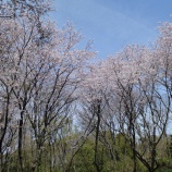『４月１日　まさかりが淵市民の森　の桜』の画像
