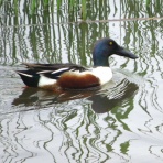 花鳥いろいろ 四季の野鳥