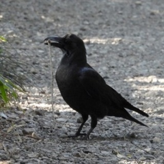 東京港野鳥公園　レンジャーブログ