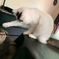 パンチしたら許さないにゃもん！