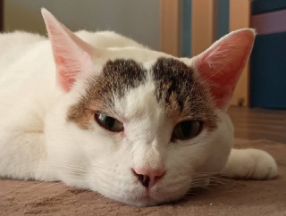 特別支援学校から電話。と、和な鉱石つくりました。