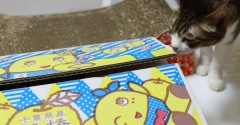 船橋の梨と猫。