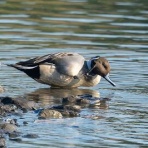 Tokyo_wildbirdpark_blog