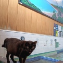 黒猫チャコールも元気です。