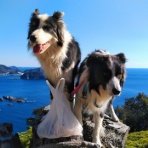 ひろいびと 清掃登山犬達と三重県の山ゴミ拾い清掃活動記録