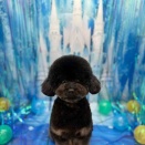 トイプードル カット ヨシヅヤ名西 一木