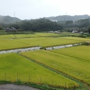 田圃を散歩／病気と死に方について