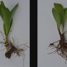 【誤認】「ギョウジャニンニクの天ぷらを食べた」 有毒植物・イヌサフランの誤食で70代女性死亡